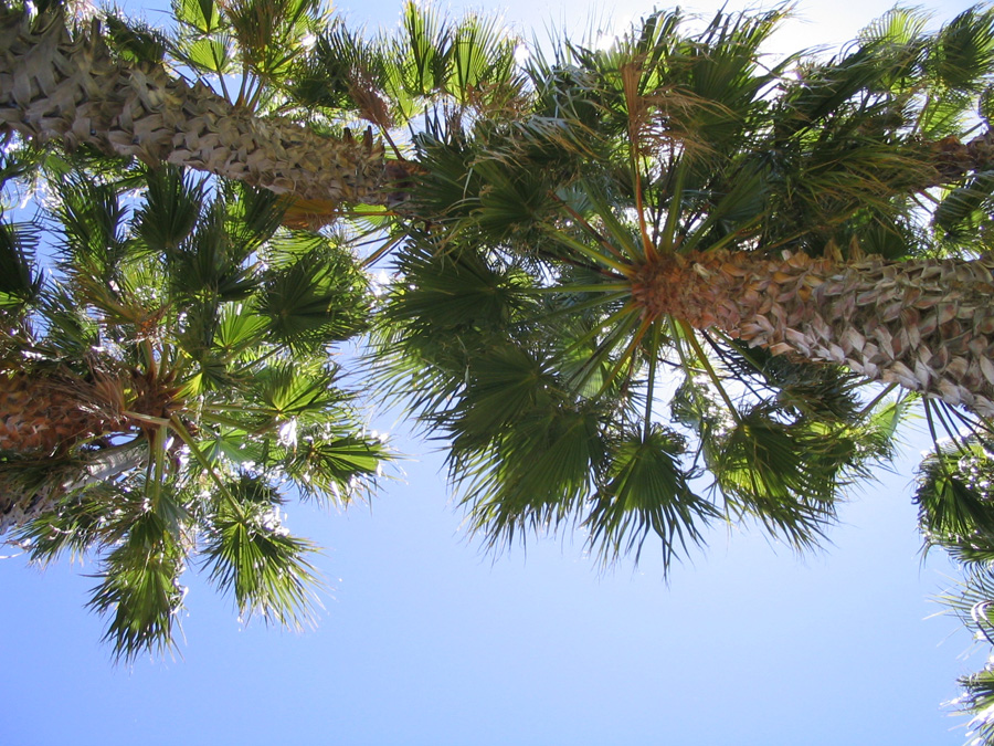 IMG_3803_a.jpg - Swan River, Perth, WA, Australia