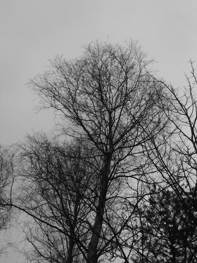 IMG_3847_a.jpg - Munster, Germany