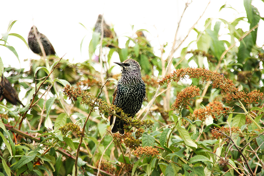 IMG_4139_a.jpg - Howth, Ireland