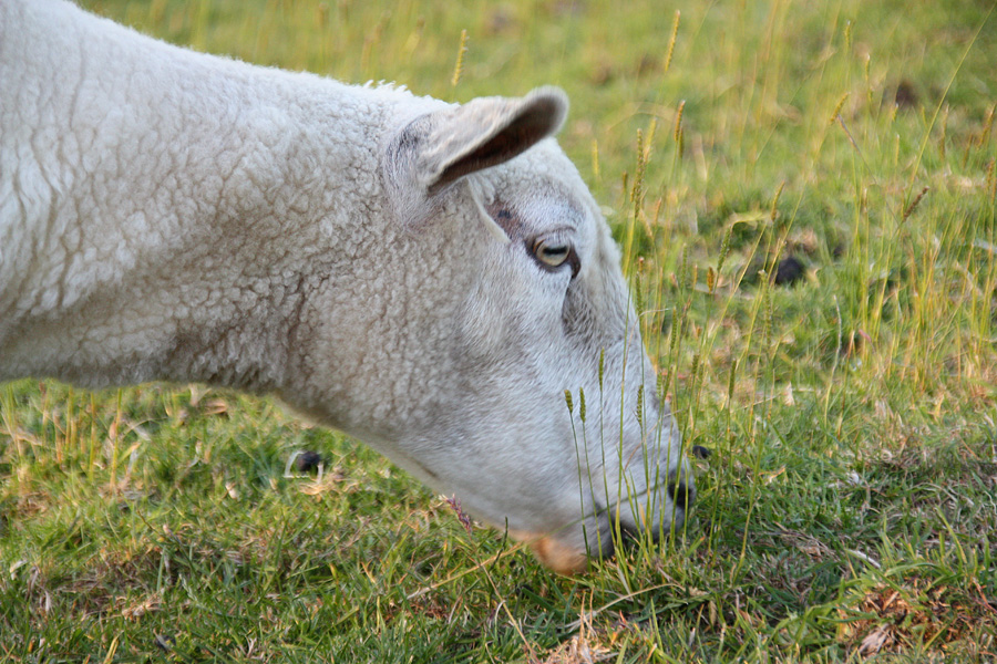 IMG_0134_a.jpg - Seester, Germany