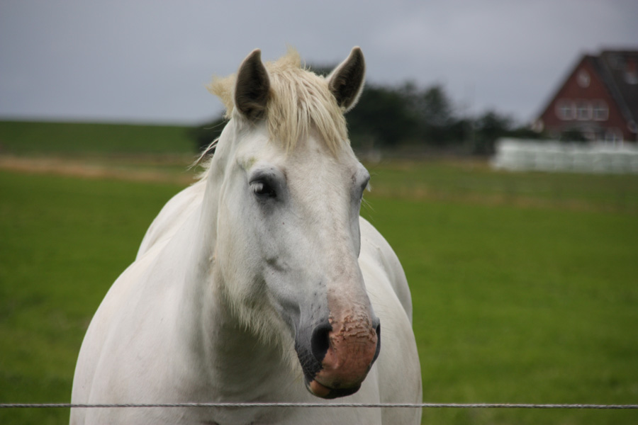 IMG_1939_a.jpg - Neuwerk, Germany