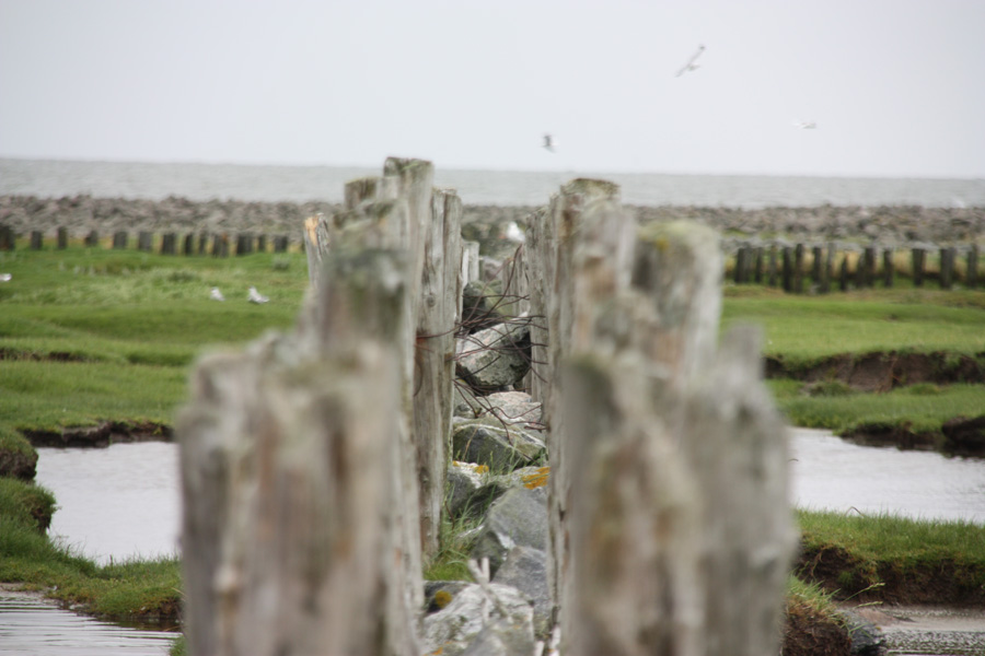 IMG_1972_a.jpg - Neuwerk, Germany