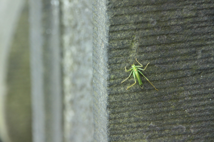 IMG_2192_a.JPG - Von Alten Garten, Hannover