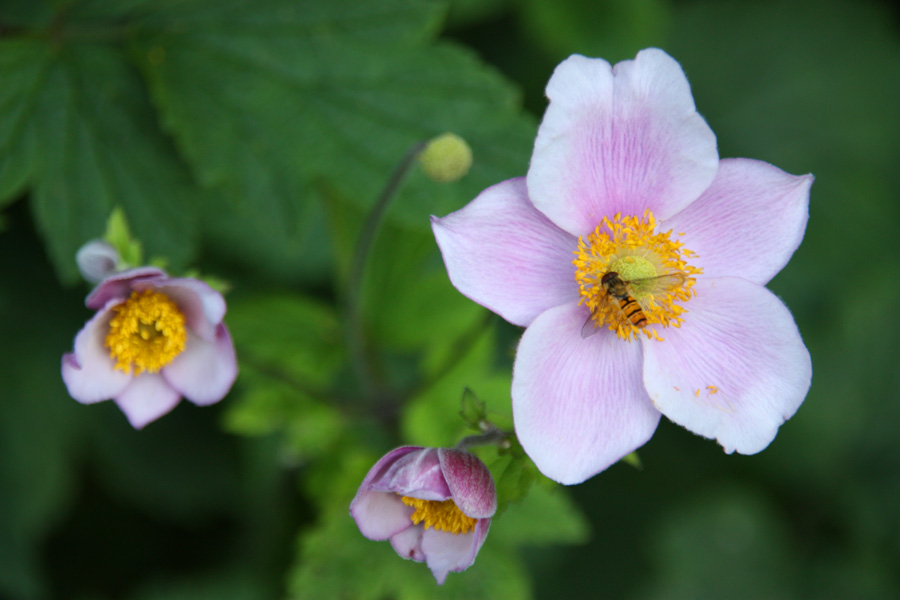 IMG_2202_a.JPG - Von Alten Garten, Hannover