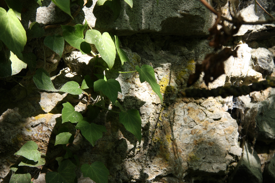 IMG_2291_a.jpg - Ruin Castle Falkenberg, Hesse, Germany