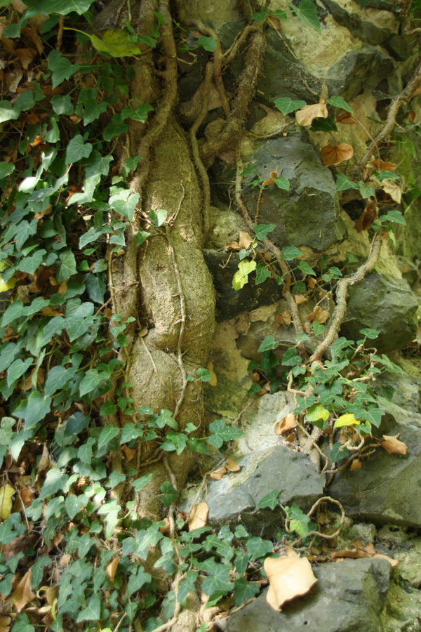 IMG_2298_a.jpg - Ruin Castle Falkenberg, Hesse, Germany