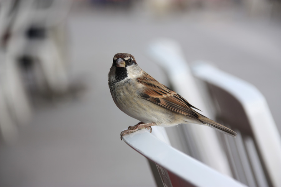 IMG_5185_a.jpg - Visitor in a Café, Venice, Italy