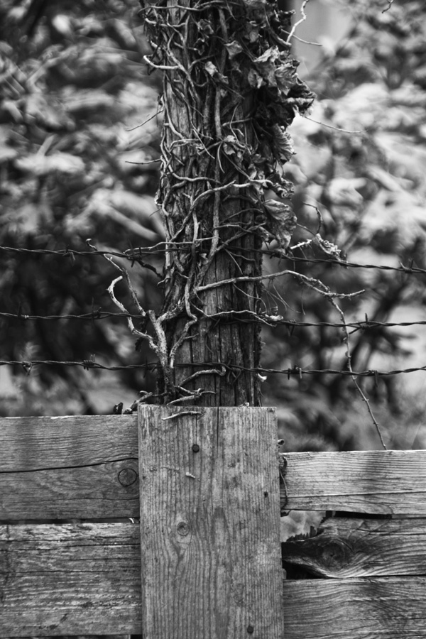 IMG_5210_a.jpg - Venice, Italy