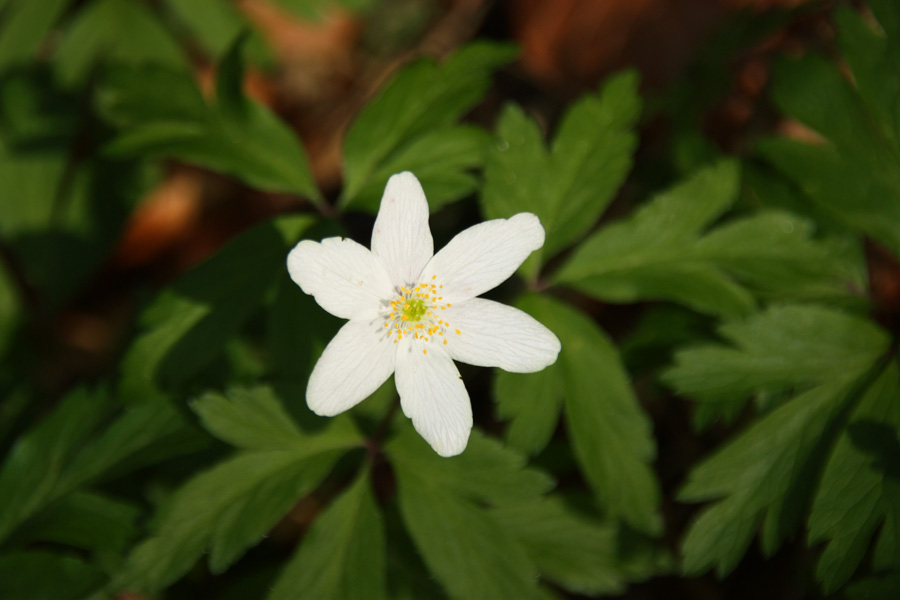 IMG_6888_a.jpg - Anemone, Black Forest, Germany