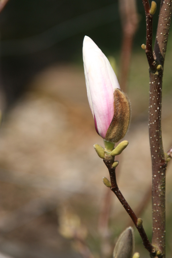 IMG_6950_a.jpg - Magnolia, Black Forest, Germany