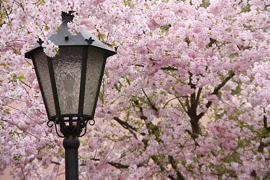 IMG_6981_a.jpg - Wolfach, Black Forest, Germany