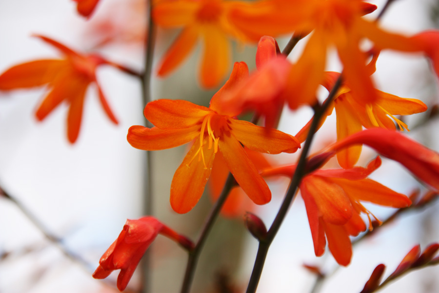 IMG_8335_a.jpg - Blossoms in twilight, Beara Peninsula, County Cork, Ireland