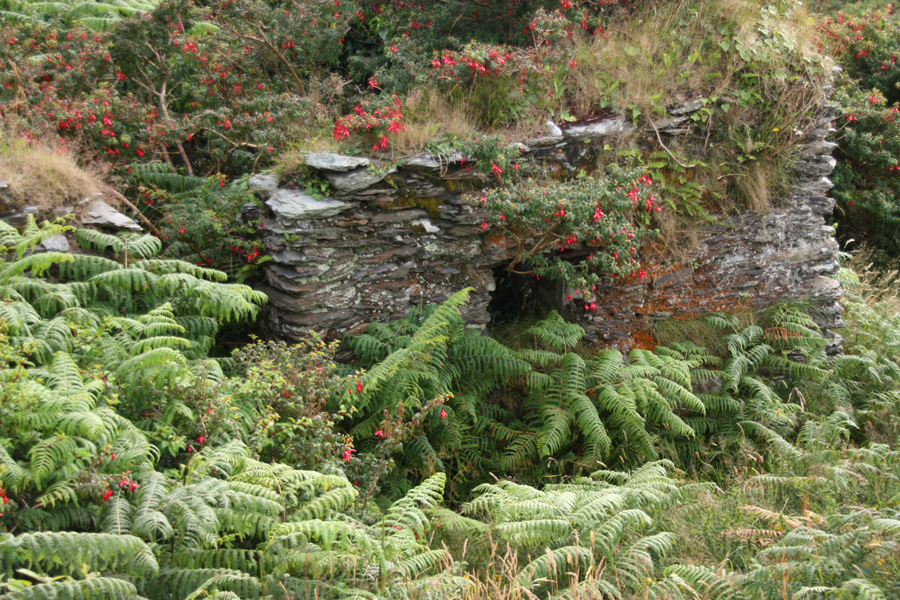 IMG_8463_a.jpg - Fuchsia and fern claiming a cottage, Beara Peninsula, County Cork, Ireland