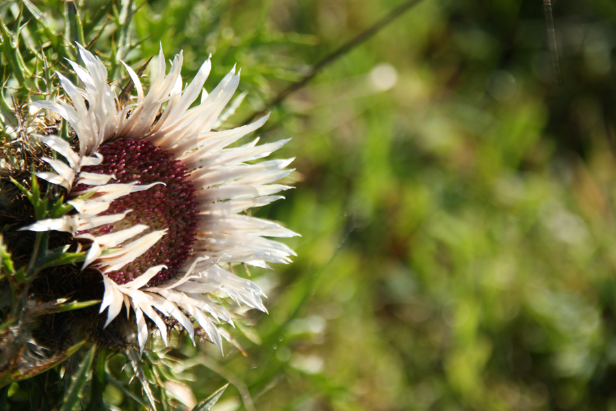 IMG_8897_a.jpg - Silver thistle, Allgäu, Germany