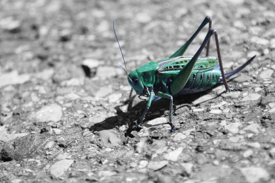 IMG_9109_a.jpg - Grasshopper, Allgäu, Germany