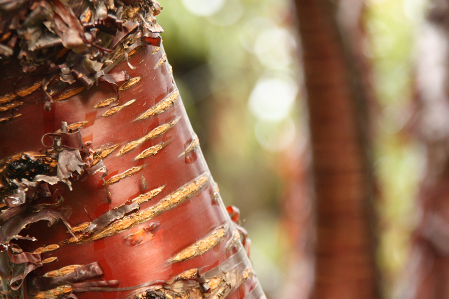 IMG_9526_a.jpg - Berggarten, Hannover, Germany