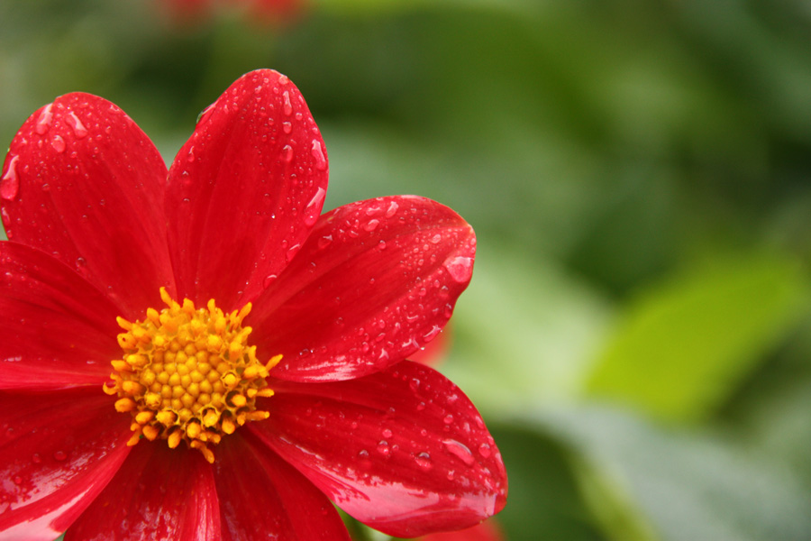 IMG_9533_a.jpg - Berggarten, Hannover, Germany