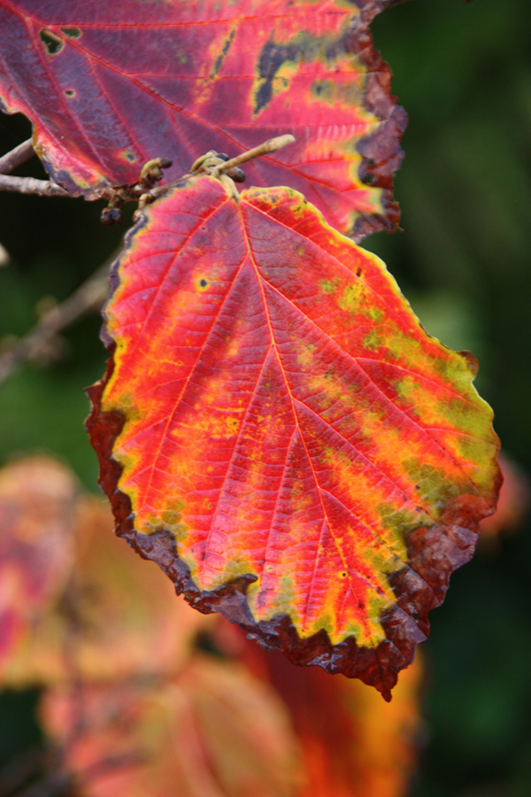 IMG_9540_a.jpg - Witch-hazel, Berggarten, Hannover, Germany