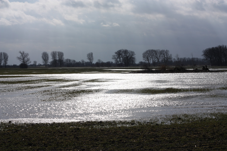 IMG_0107_a.jpg - Marsh in spring, Seestermühe, Germany