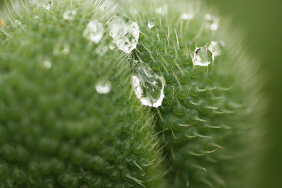 IMG_1406_a.jpg - Dew Drops, Macro