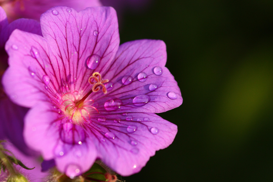 IMG_1411_a.jpg - Dewy Blossom