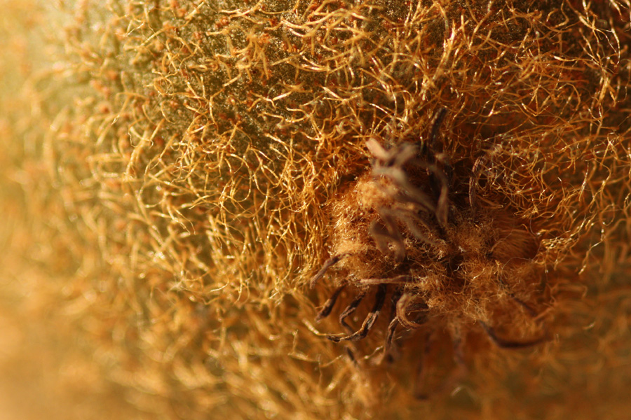 IMG_1490_a.jpg - Kiwi, Macro