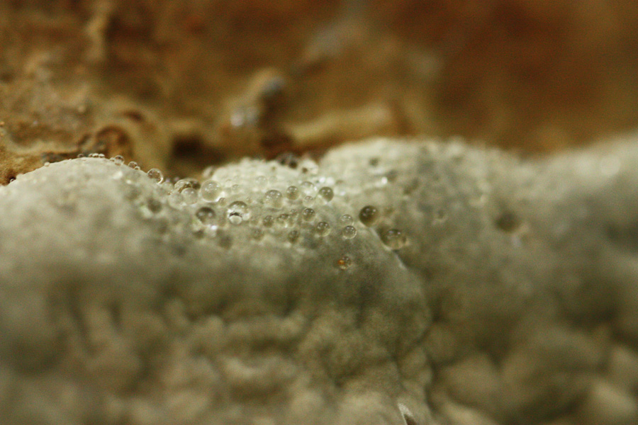 IMG_3159_a.jpg - Fungi