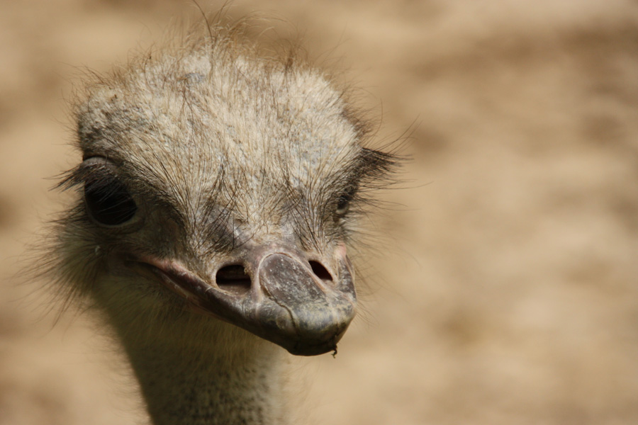 IMG_3196_a.jpg - Ostrich