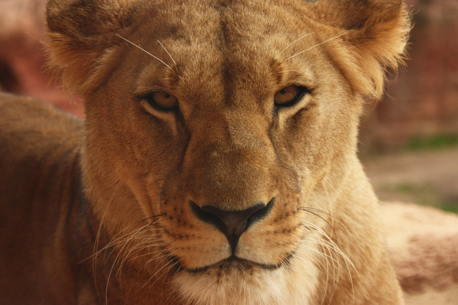 IMG_3235_a.jpg - Facing the Lioness