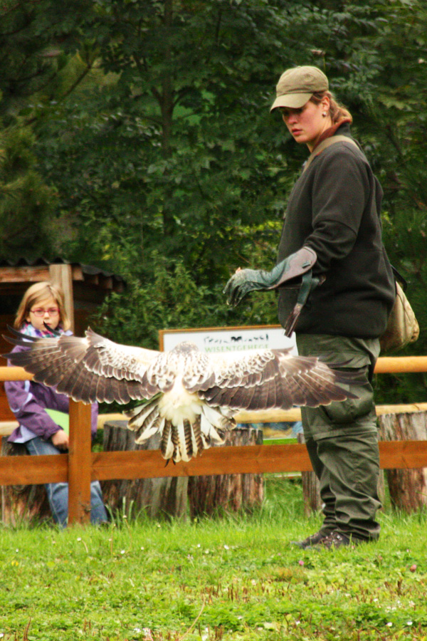 IMG_3380_a.jpg - Falconshow, Wiesentgehege, Springe, Germany