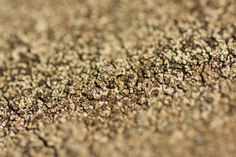 IMG_3759_a.jpg - Lichen - Macro, Wolfach, Black Forest, Germany