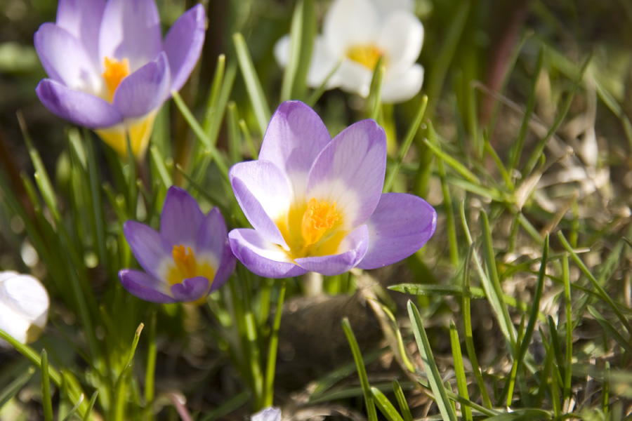 IMG_3766_a.jpg - Blossom in daylight