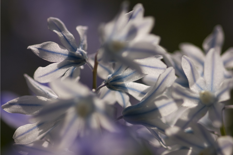 IMG_3804_a.jpg - Georgengarten, Hannover, Germany