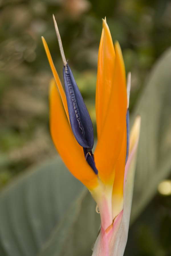 IMG_3973_a.jpg - Berggarten, Hannover, Germany