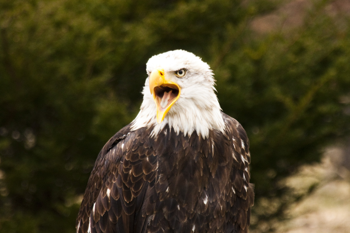 IMG_5797_a.jpg - Eagle, Wisentgehege, Springe, Germany