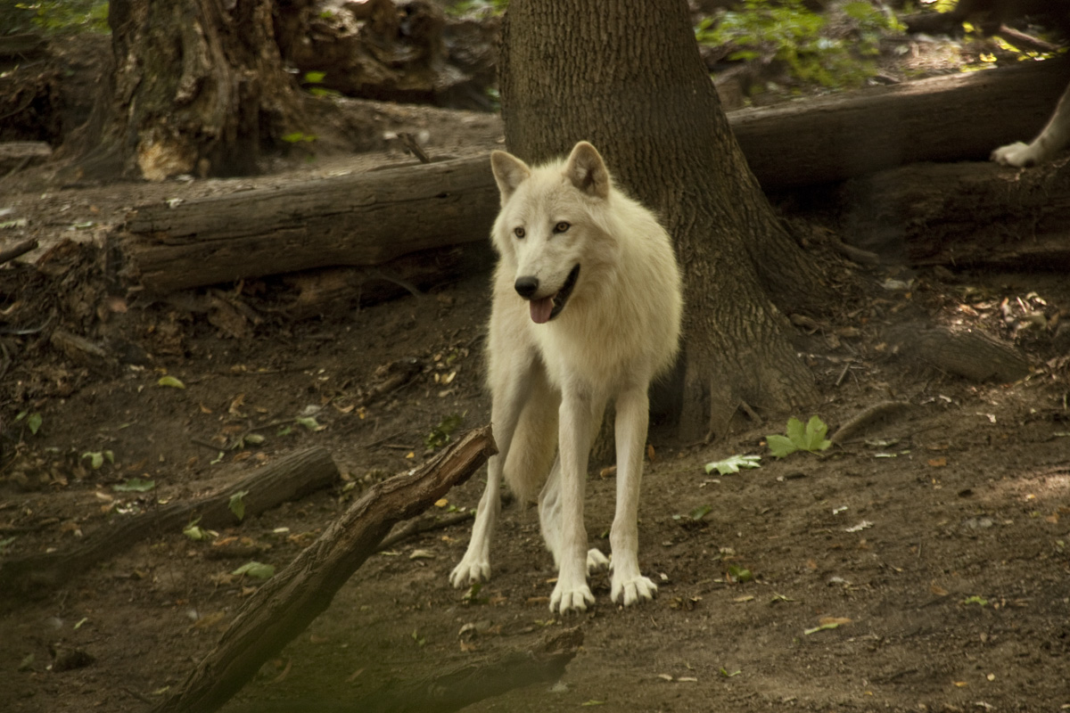 IMG_6035_a.jpg - Wolf, Zoo Schönbrunn, Vienna, Austria