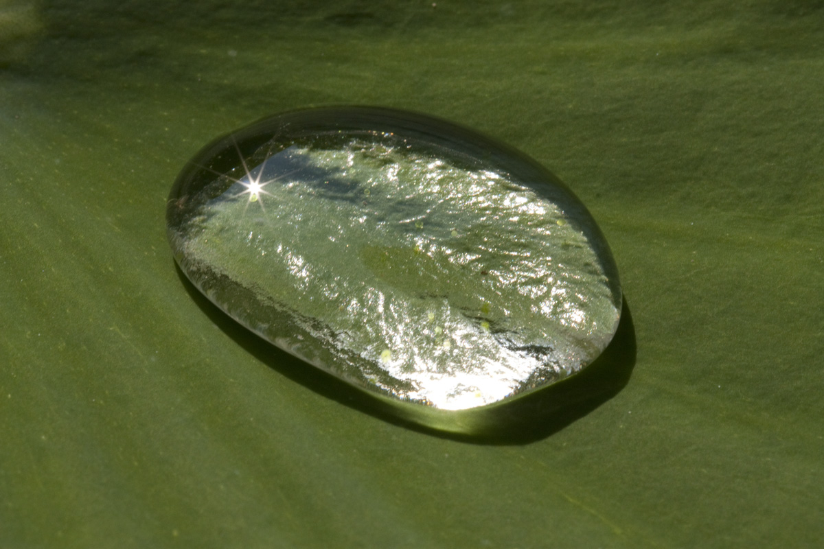 IMG_6091_a.jpg - Water on Lotos, Botanical Garden of the University of Vienna, Vienna, Austria