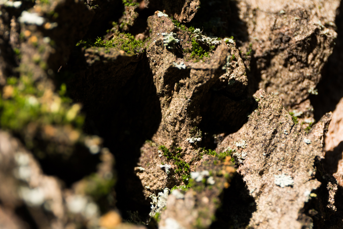 IMG_0222-1.jpg - Bark and Moss