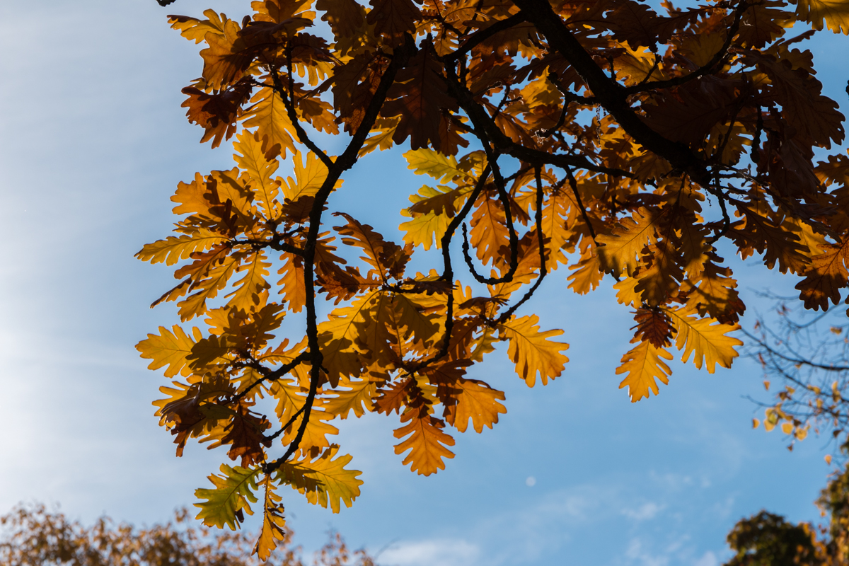 IMG_0228-1.jpg - Autumn Leaves