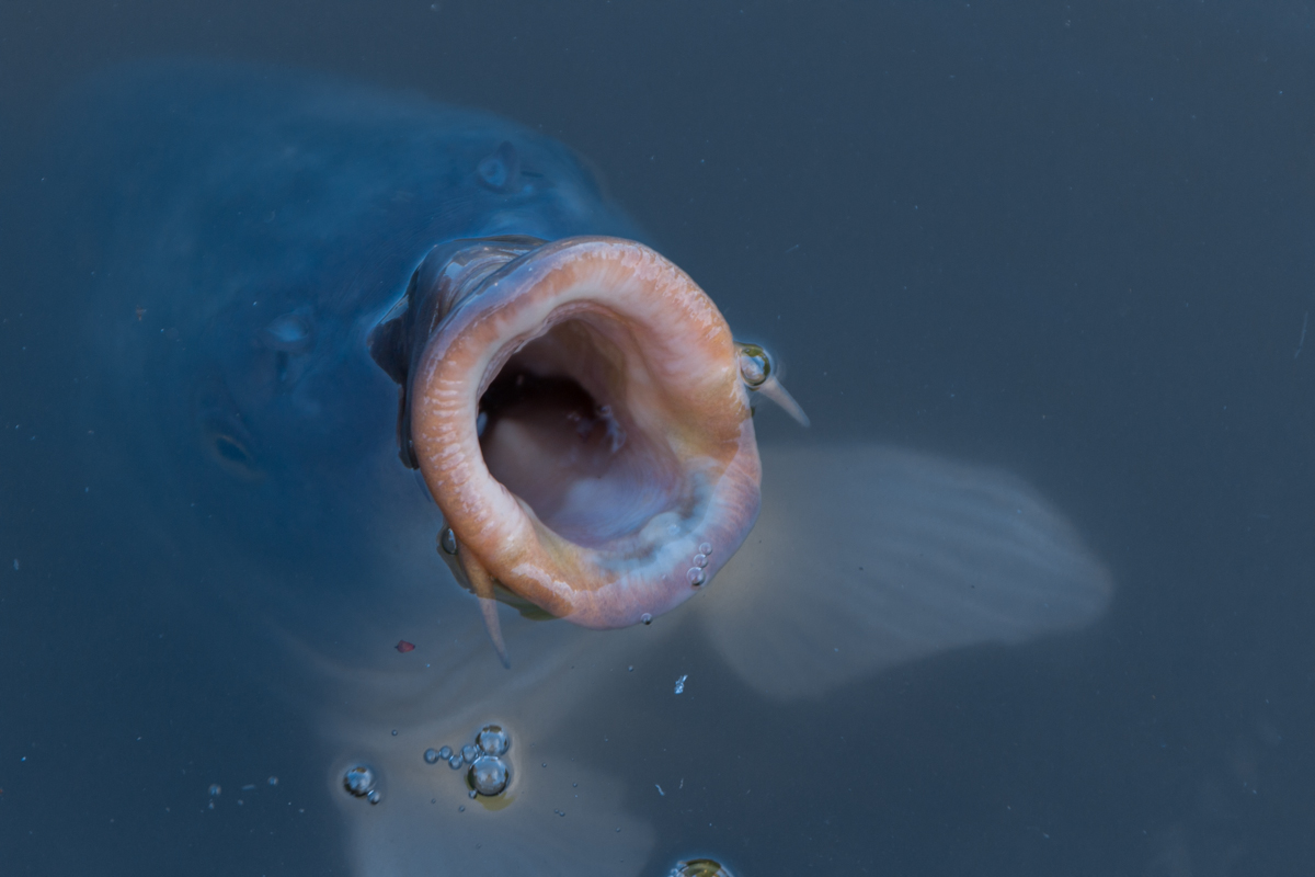 IMG_0260-1.jpg - Carp, He didn't say much but I bet he was begging for Food, Luisenpark, Mannheim, Germany