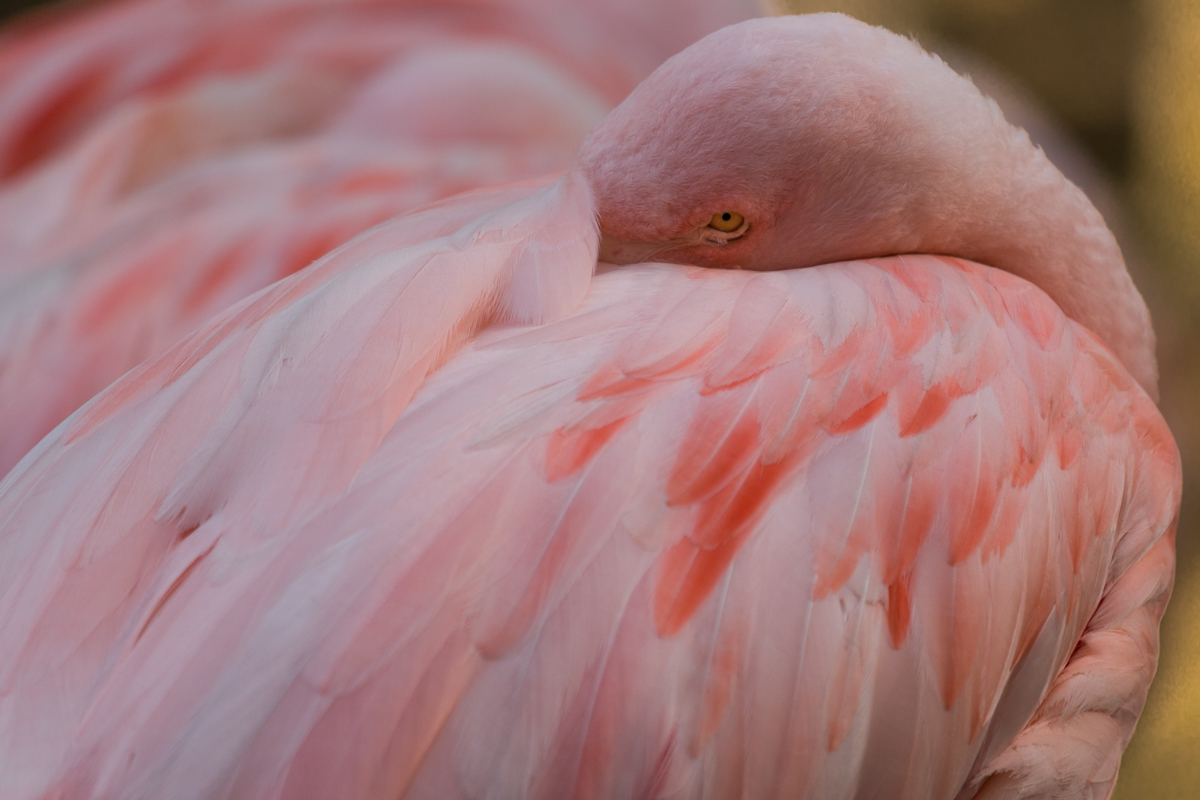 IMG_0286-1.jpg - Flamingo, Luisenpark, Mannheim, Germany 