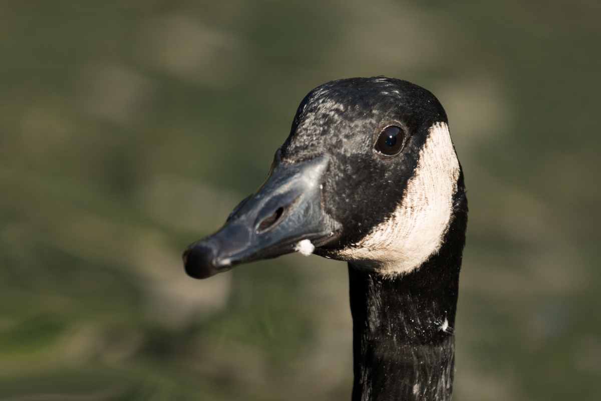 IMG_0308-1.jpg - Canada Goose, Luisenpark, Mannheim, Germany
