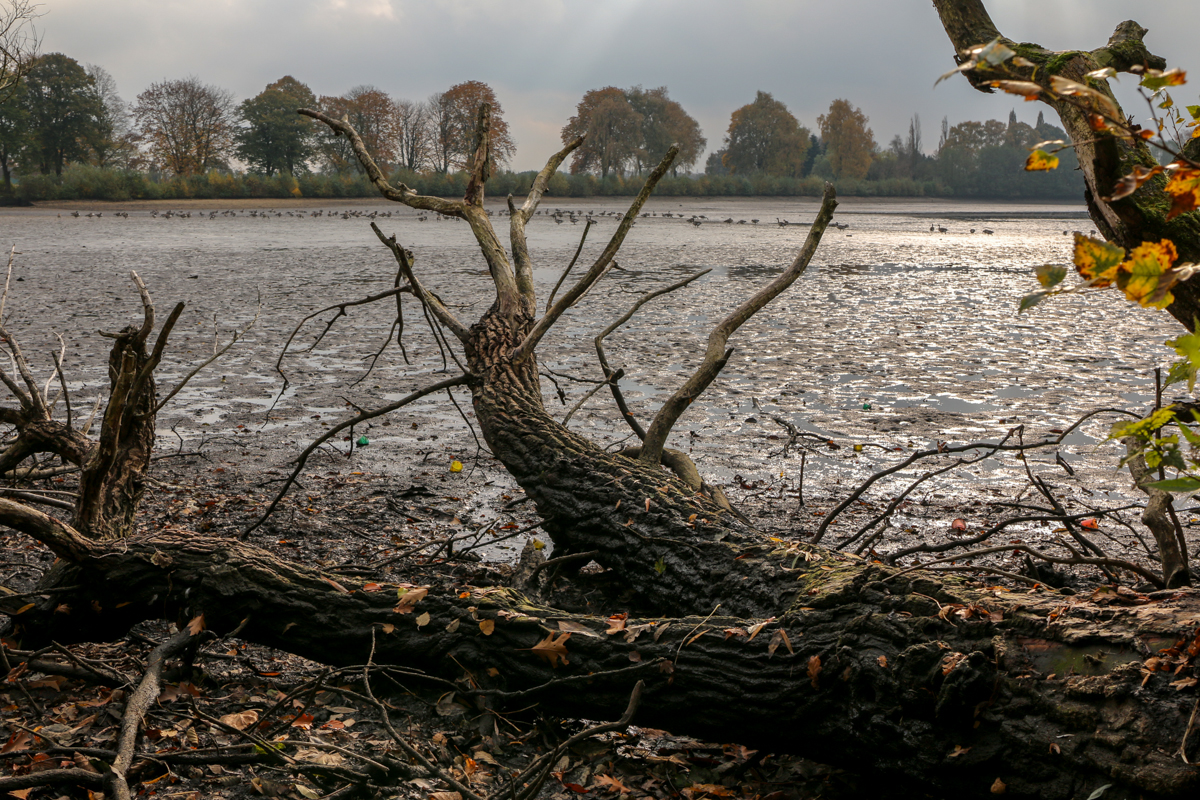 IMG_0533-1.jpg - Flock of Gray Geese, Barmstedt, Germany