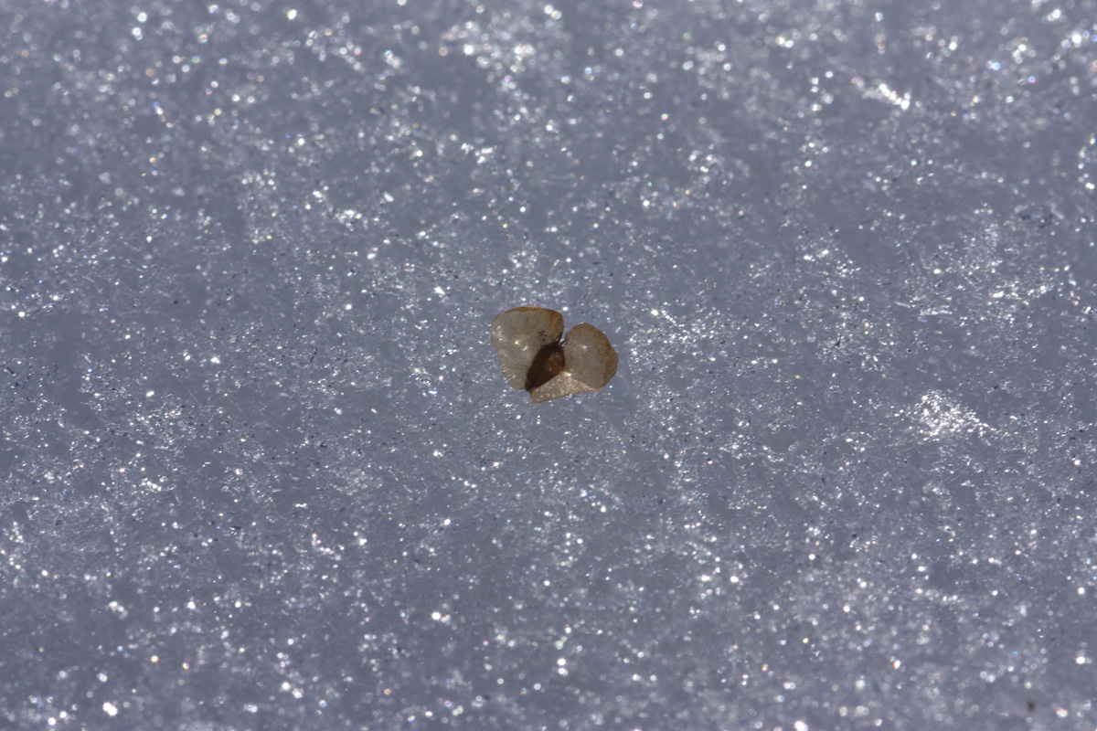 IMG_6631_a.jpg - Birch Seed on old Snow