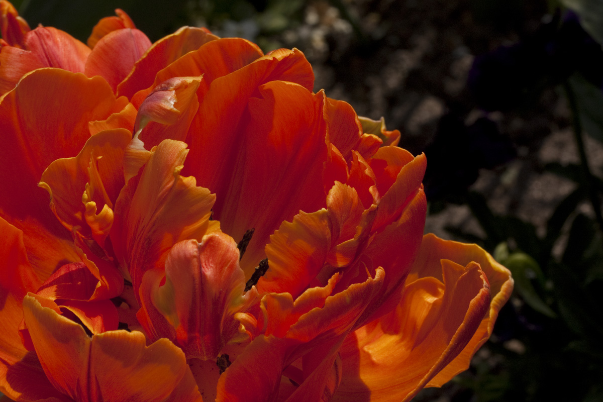 IMG_6960_a.jpg - Blossom, Berggarten, Hannover, Germany