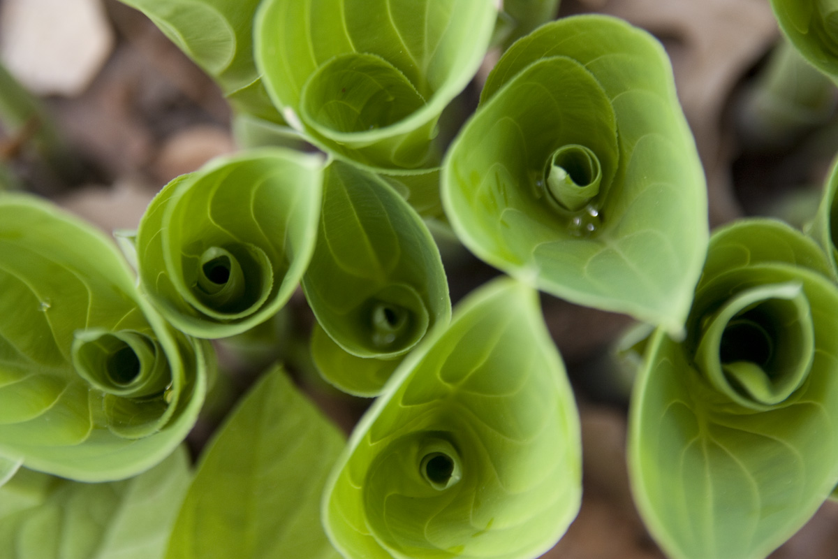 IMG_6992_a.jpg - Furled Leaves, Berggarten, Hannover, Germany