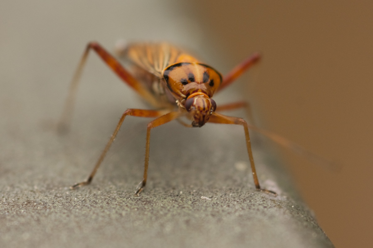 IMG_7041_a.jpg - Bug, Macro