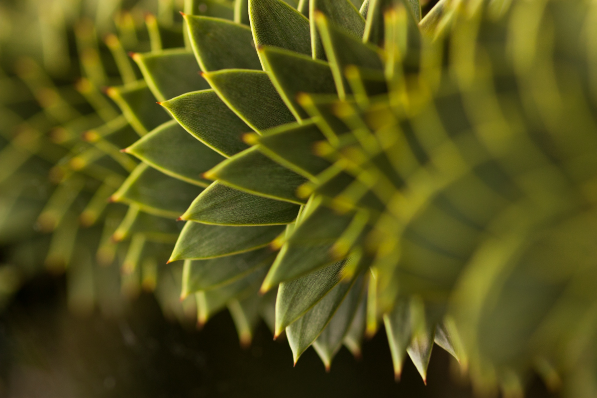 IMG_7307-1.jpg - Araucaria Araucana - Detail, Berggarten, Hannover, Germany