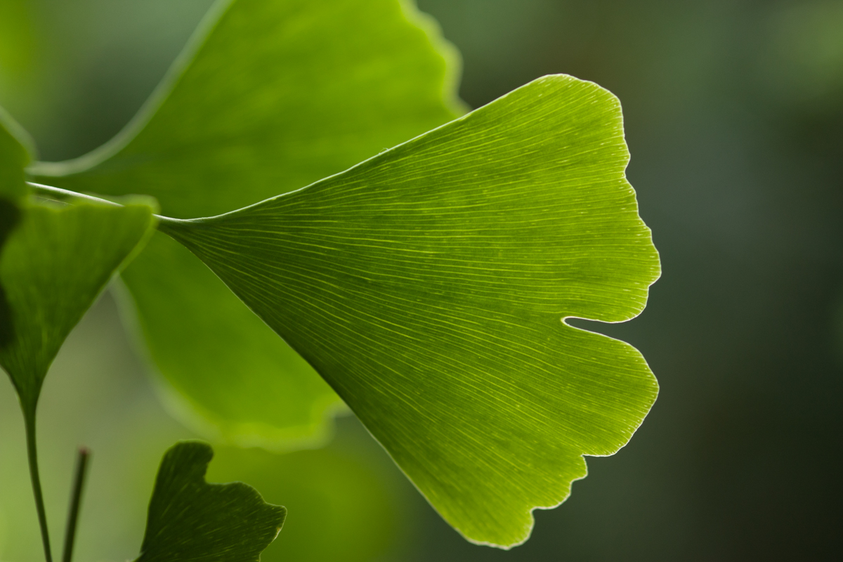 IMG_7315-1.jpg - Ginkgo Leaf, Berggarten, Hannover, Germany