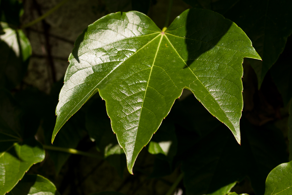 IMG_7435-1.jpg - Ivy